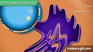 Herpes simplex virus replication Steps - Microbiology Animations on Make a GIF