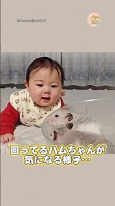 ハムスターと見つめ合う生後5ヶ月の赤ちゃん｜にこベビ #赤ちゃん #育児 #ハムスター #かわいい #愛情