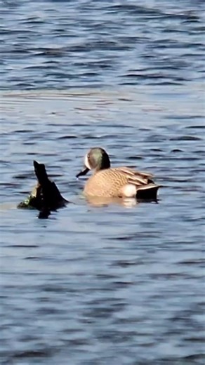 Stunning Powder-Blue-Winged Teal Duck!