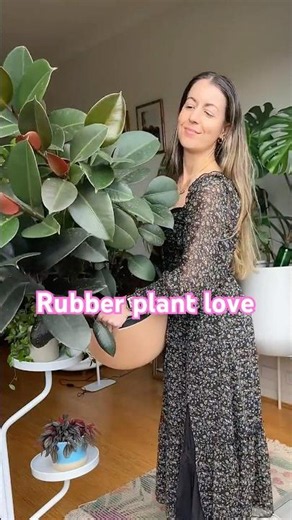 Rubber Plant Care Tips! Ficus Elastica Water Sunlight Pruning + a #plantfail