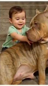 Brave Dogs Protecting Kids ❤️ | Amazing Bond Between Dogs and Children