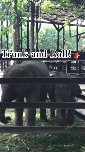 Trunk-and-Roll! 🎸