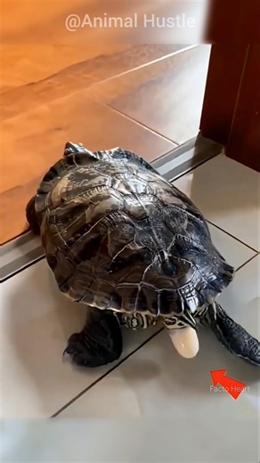 They Saved a Broken Turtle Egg 🐢 #trending #shortvideo