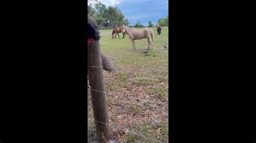 Curious Emu Interrupts Fence Repair