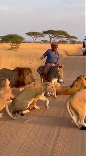Brave Elderly Woman on Donkey Commands Lions to Move – Unbelievable Moment