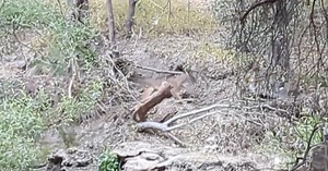 Watch: Mountain lion attacks deer in Atascadero, resident captures encounter on video