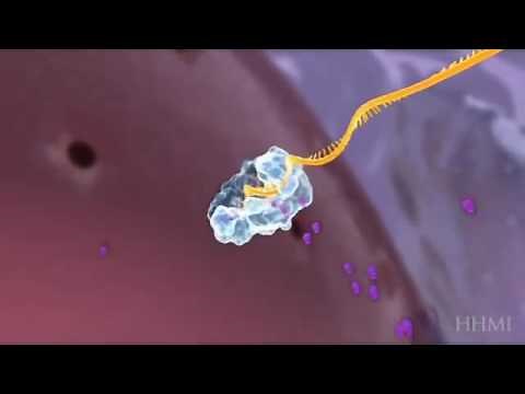 HIV Virus life cycle - Animation