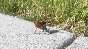 Mormon cricket infestation has returned for spring