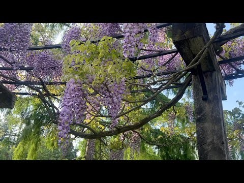 May 2, 2025 - Chanticleer Video Tour