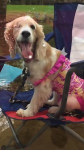 Happy 4th of July from Cocker Spaniel Rescue of East Texas! Let freedom bark and tails wag as we celebrate our independence and the pups we save together! | Cocker Spaniel Rescue of East Texas