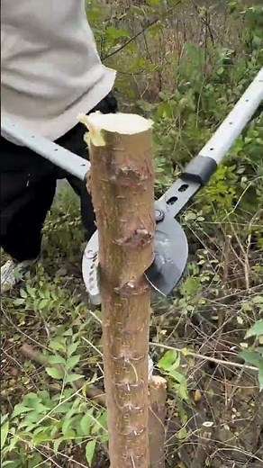 Labor-saving coarse branch pruning Tools For Recommendations #shortsfeed