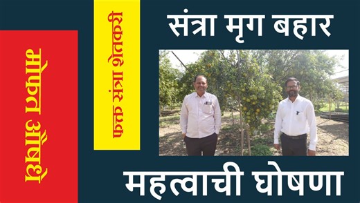 15K views · 154 reactions | या वर्षी संत्रा बाग तानावर सोडतांना खूप काळजी घ्यावी लागेल, ती कोणती ? सचिन ना. इंगोले #agripower | Agri Power | Facebook