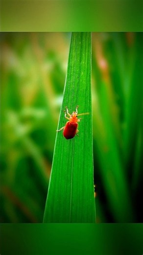 How to shoot macro photography with your phone 📸🐞 #shorts #macro #photography #tips