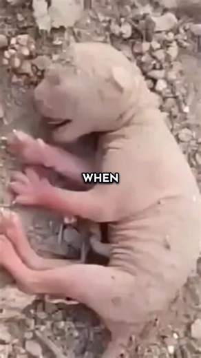 Doggy Helper | Autumn Ingram