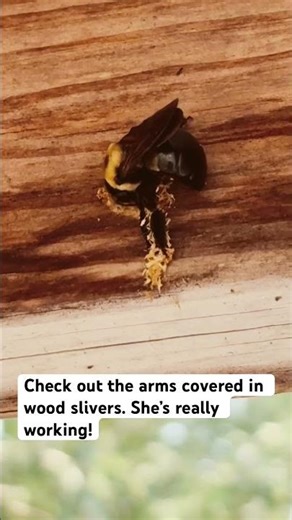 Wood/Carpenter Bee Starting New Home