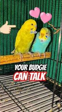 Your Budgie Can Talk. #budgies #lovebirds #shorts #shortsfeed #pets #parrot #parrotlover