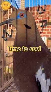 😎This is December??? The DOVES LOVE IT!!! #doves #pigeon #birds #birdsounds #birdspecies #paloma