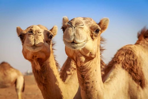 Why Baby Camels Are Born Without Humps