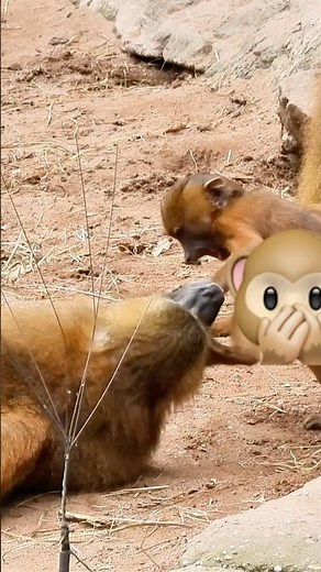 Monkeys With Intense Movements