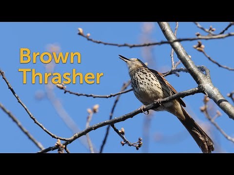 Brown Thrasher: Mimic Thrush