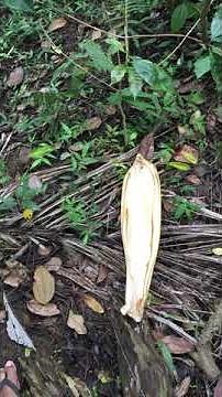Peeing to coconut husk | short | Mr. pee | Boy Peeing in outside | pissing shorts