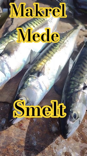 Makreller på Smelt Prøvestenen 24 aug 2025 /3