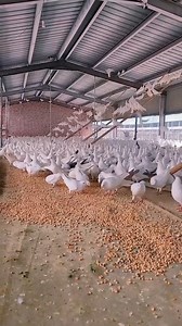 1.8K views · 19 reactions | Pigeon Fram | Raw Breed Pigeon | Facebook