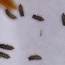 Genetic Manipulation of Burkholderia for Inse - JoVE Journal