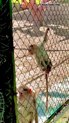 Rajkot Manki 🐒 | Rare Monkey Documentary in Gujarati