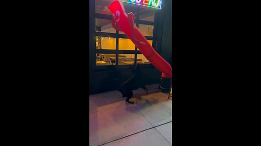 Rottweiler Plays With Wacky Waving Tube Man