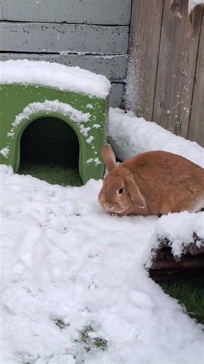 She sees it for the first time #bunny #mycuterabbit #rabbit #pets #cute #entertaininganimals