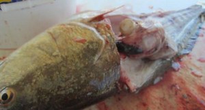 This Mississippi Redfish Actually Swallowed This, and More