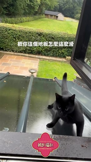 🎪掀肚瑞拉liftbellyrella on Instagram: "⋈*｡ﾟ#liftbellyrella 舊生陪新生複習一下ㄅ🥸 from/ @jasspy74 #猫#ねこ#アフレコ#配音#搞笑配音#笑死#obiblackcat"