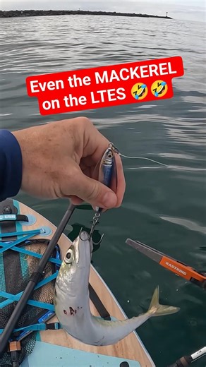 Even the MACKEREL like to chomp on the LTES lure 🤣
