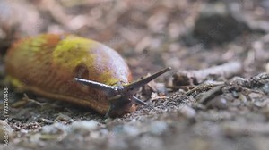 Insect crawling on ground in natural landscape: snail, pest, arthropod