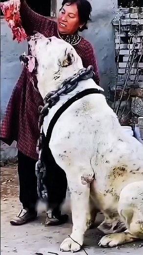 5 Most Deadliest Dog Breeds in the World