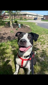 1.1K views · 69 reactions | ADOPTABLE  ALERT LOLA ... is an...