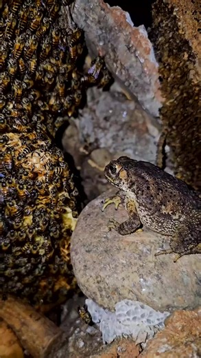 178K views · 937 reactions | The Frog's Unusual Feast Honey Bees | Tropical insects | Facebook