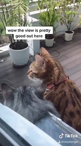 4.9K views · 81 reactions | Introducing a pet door isn't always straight forward...  @roxybengal | Sure Petcare | Facebook