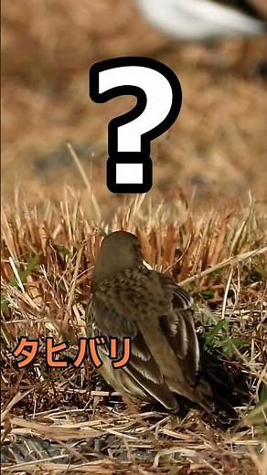 鳥・タヒバリ 2022年12月10日撮影