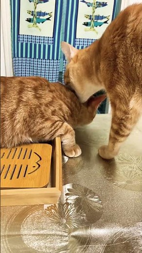 Hulu & Yummy: A Tale of Two Tails, Ep. 12 💕
