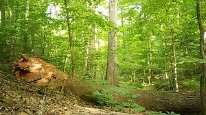 Hawk and chipmunk alarm