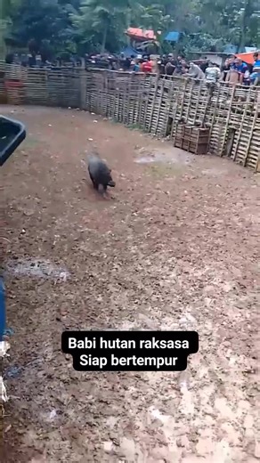Babi hutan raksasa siap bertempur #irfanhermawan | Irfan Hermawan