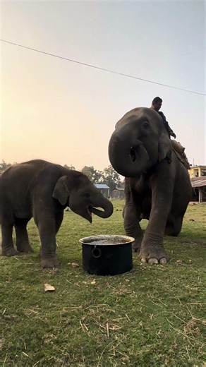Elephant Breeding Center , Chitwan : Best place to visit in Nepal