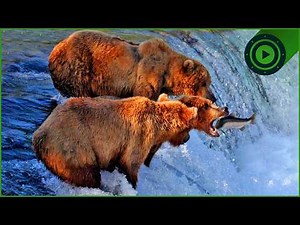 Grizzly Bears: The Truth About North America’s Most Misunderstood Predator | Wildlife Documentary