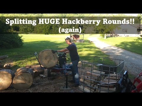 HUGE Hackberry Splitting Day (part 2)