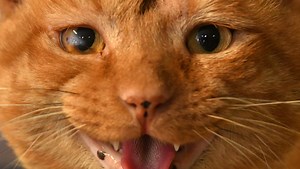 Stray cats boosting rabies risk in Brevard. 16 rabid cats reported statewide in 2018