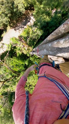 A beautiful strangler fig tree! #climbing #treeclimbing #jungle #adventure