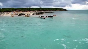 268 reactions · 484 shares | The Swimming Pigs doing what they do! * Click the HD button for best viewing. | Exuma Water Sports 007 | Facebook