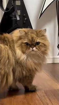 POV: You Live With An Extremely Clingy Cat 😂